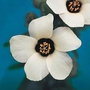 Hibiscus Simply Love - Eden Project Seeds