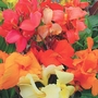 Indian Shot - Eden Project Seeds