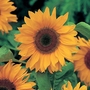 Sunflower American - Eden Project Seeds