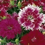Dianthus Cottager Seeds Mix