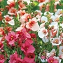 Diascia Trio Seeds