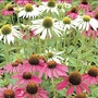 Echinacea Satellite Mixed Seeds