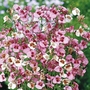 Diascia Fi Fi