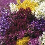Linaria Little Sweeties Mix