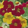 Nasturtium Peeping Tom