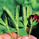 Asparagus Pea - Eden Project Seeds