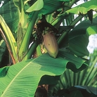 Banana Plant - Eden Project Seeds