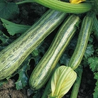 Italian Courgette - Eden Project Seeds