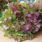 Red Picking Lettuce - Eden Project Seeds