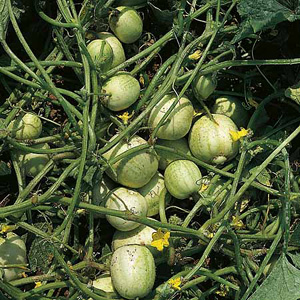 Round Cucumber - Eden Project Seeds