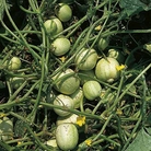 Round Cucumber - Eden Project Seeds