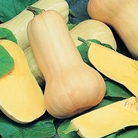 Summer/Winter Squash - Eden Project Seeds