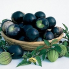 Tomatillo Salsa Plant - Eden Project Seeds