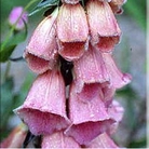 Enchanting Foxglove - Eden Project Seeds