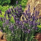 Fragrant Lavender - Eden Project Seeds