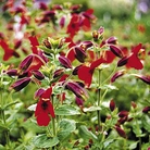 Monkey Flower - Eden Project Seeds