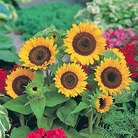 Patio Sunflower - Eden Project Seeds