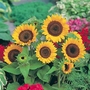 Patio Sunflower - Eden Project Seeds