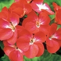 Geranium Glory of Seville Seeds