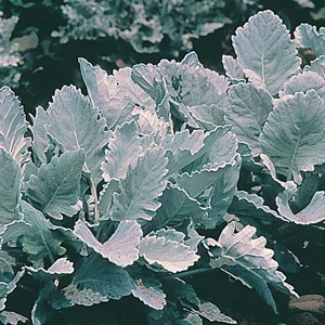 Alan Titchmarsh Cineraria Cirrus Seeds