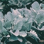 Alan Titchmarsh Cineraria Cirrus Seeds