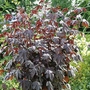 Alan Titchmarsh Hibiscus Burnished Bronze Seeds