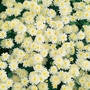 Matricaria