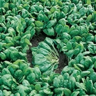 Alan Titchmarsh Spinach Tarpy  Organic Seeds