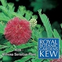 Kew for Kids  Mimosa Sensitive Plant Seeds