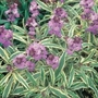 Variegated Wallflower