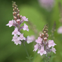toadflax