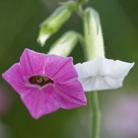 tobacco plant
