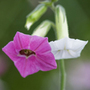 tobacco plant