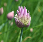 chives