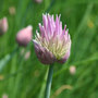 chives