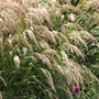pheasant grass