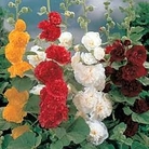 Hollyhock Chater's Doubles 6 plants
