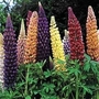 Lupin Dwarf Mixed 6 plants