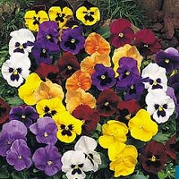 Viola Universal F1 Mixed 72 plug plants + 12 FREE