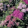 Sweet William Messenger 72 plug plants + 12 FREE