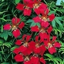 Tropaeolum speciosum - The Flame Flower 1 plant in a 9cm pot