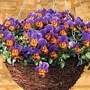 Viola Avalanche Bronze Lavender - Basket Viola 54 plug plants + 30 FREE