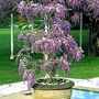 Wisteria Amethyst Falls 2 plants in 10.5cm pots + 1 FREE