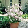Mallow Barnsely Baby 1 plug plant