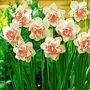 Daffodil Replete 20 bulbs