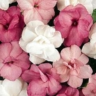 Impatiens Fanciful F1 Sweetheart 84 plug plants
