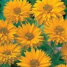 Heliopsis Summer Sun 6 plants