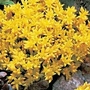 Sedum kamschaticum 6 plants