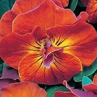 Viola Amber Kiss F1 72 plug plants + 12 FREE