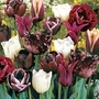 Tulip Mysterious Passion Blend 72 bulbs